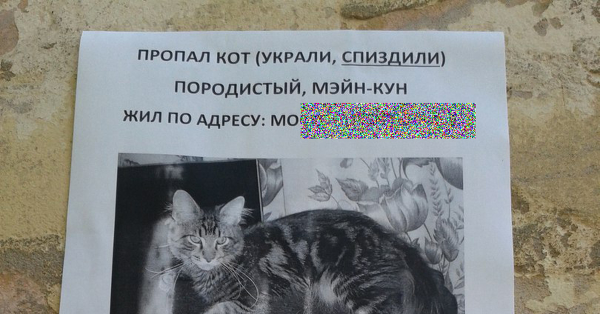 Украли кота