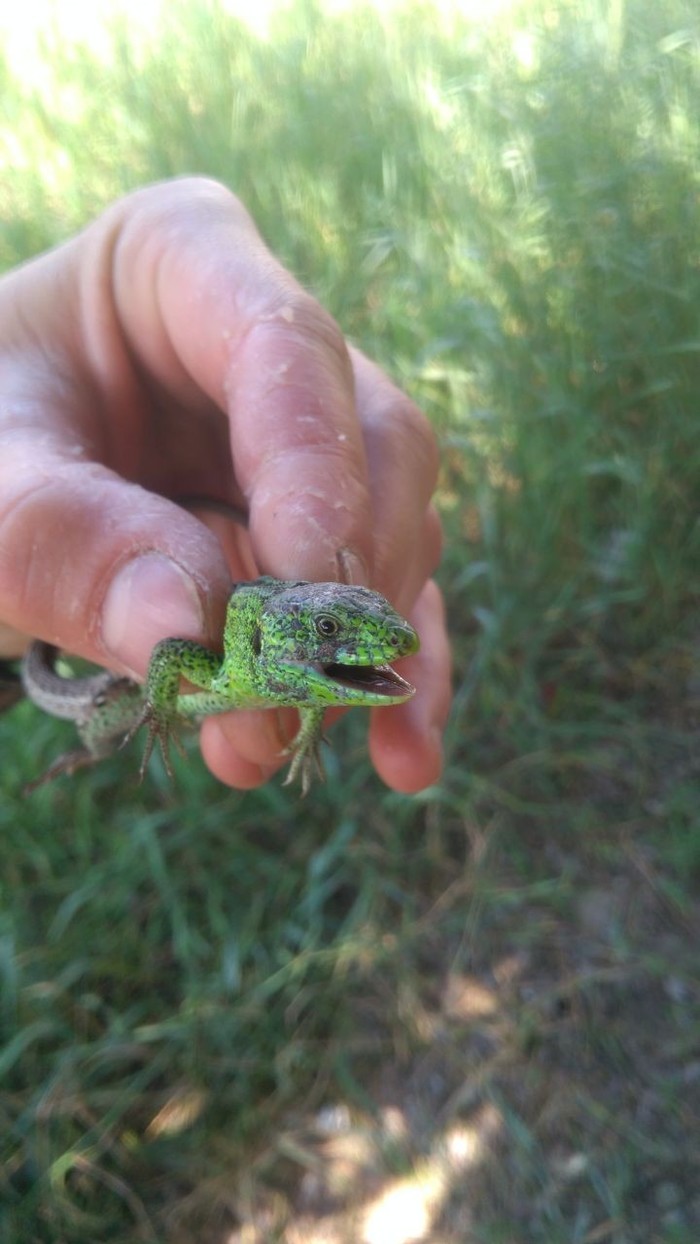 Smile - My, Lizard, The photo