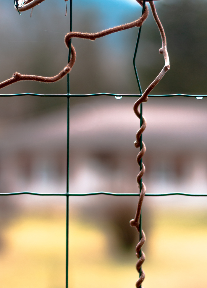 Net - Fence, Plants, The photo, Bindweed