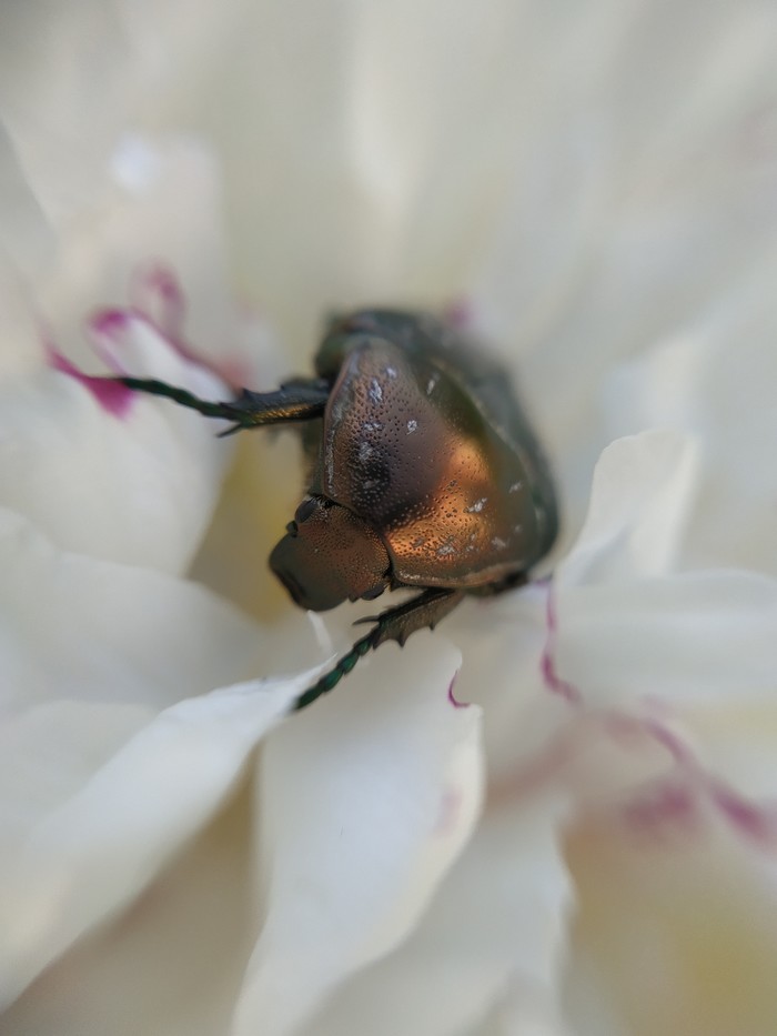 bug - My, Macro, Macro photography, Жуки, Insects, Flowers, Peonies, Video, Longpost