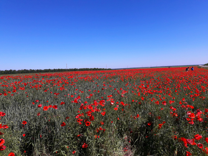 Poppies in the wheat field. The beauty!... - My, Poppy, May, Summer, Wheat, Field, Rostov region, The photo