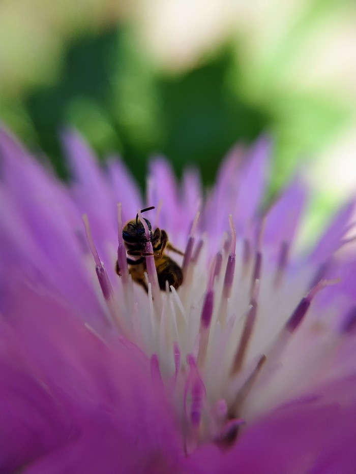 little worker - My, Macro, Macro photography, Flowers, Insects, Bees, The photo, Video, Longpost