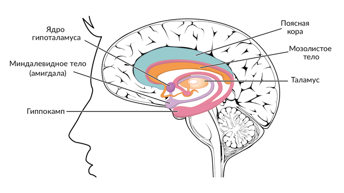 Polina Krivykh: a scientific look at the Puzzle - My, Головоломка, Cartoons, Video, GIF, Polina Kryvykh, Nauchpop, Psychophysiology, Psychology, Longpost