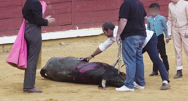 Children and teenagers tortured young bulls to death during a bullfight - Bullfight, Spain, Children, Cruelty, Longpost, Toreador