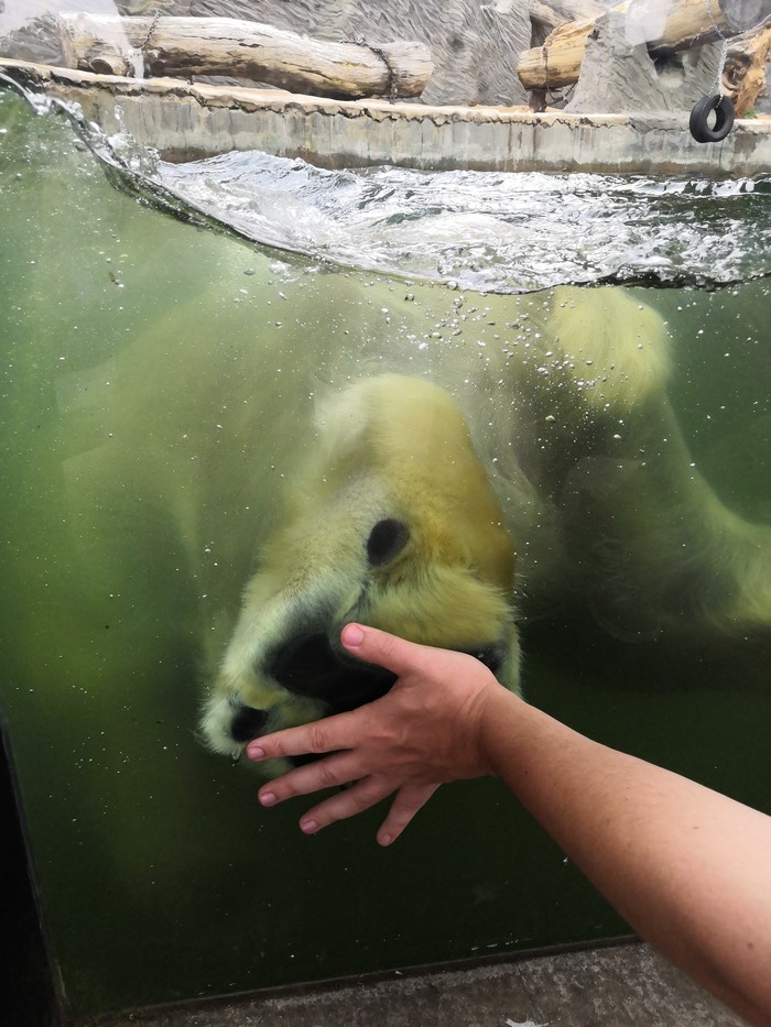 Gave five to the bro - Zoo, Polar bear, High five