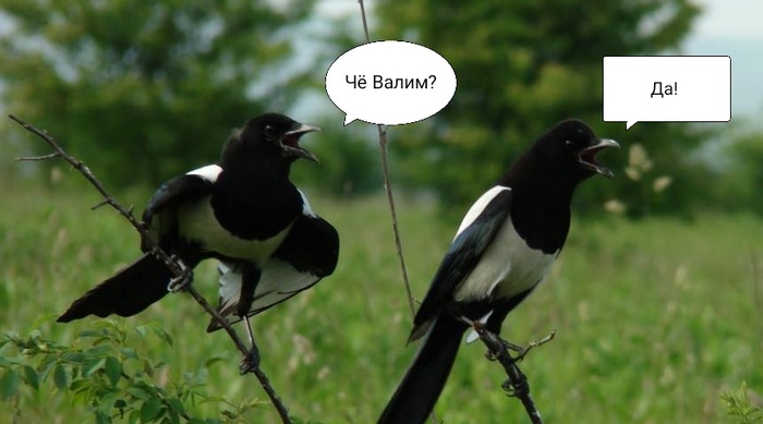 Life hack - My, Life hack, Birds, Joke, Humor, Magpie, Morning is never good, Infuriates