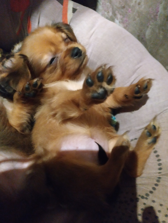 My toes. - My, Russian Toy Terrier, Puppies, Dog