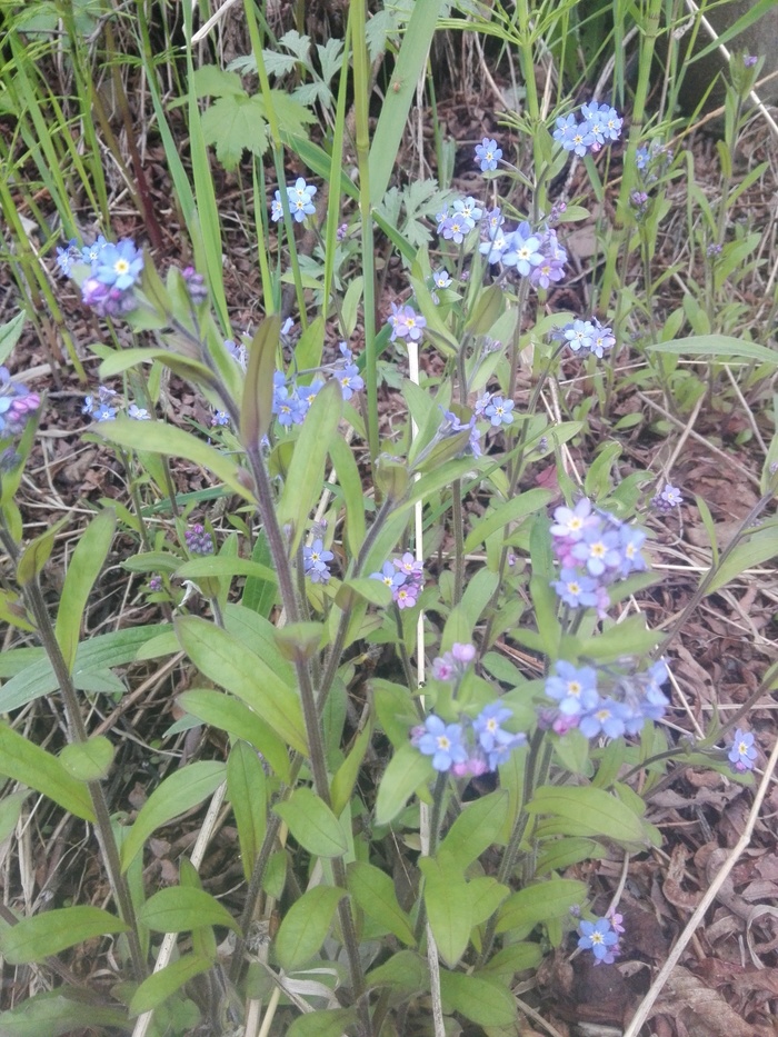 Flowers of Kamchatka. - My, Flowers, Kamchatka, wildlife, Vilyuchinsk, Longpost