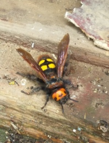 Great Os - The photo, Insects, Wasp scolia, From the network