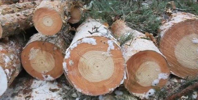 Trees in Chernobyl, light rings before the explosion (1986), dark rings after the explosion. - Chernobyl, Forest, Annual Rings, The photo