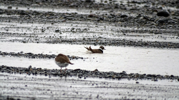 Rain and bad weather or bathing plover - Biology, Ornithology, Birds, Nature, The photo, Longpost