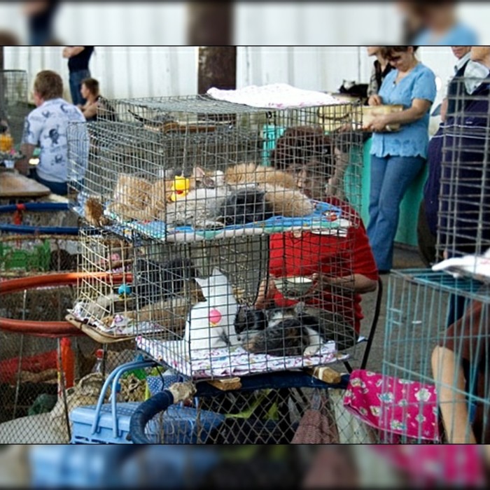 Bird Market - Chelyabinsk, Animal defenders, Animals, Longpost