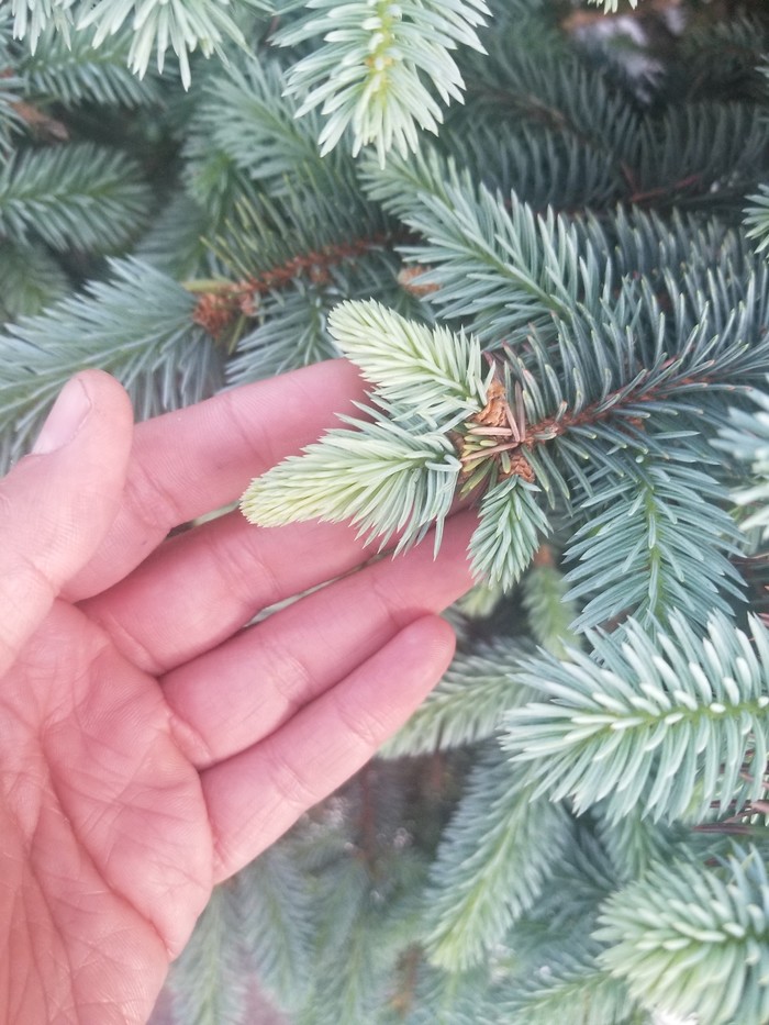 Красота в простоте