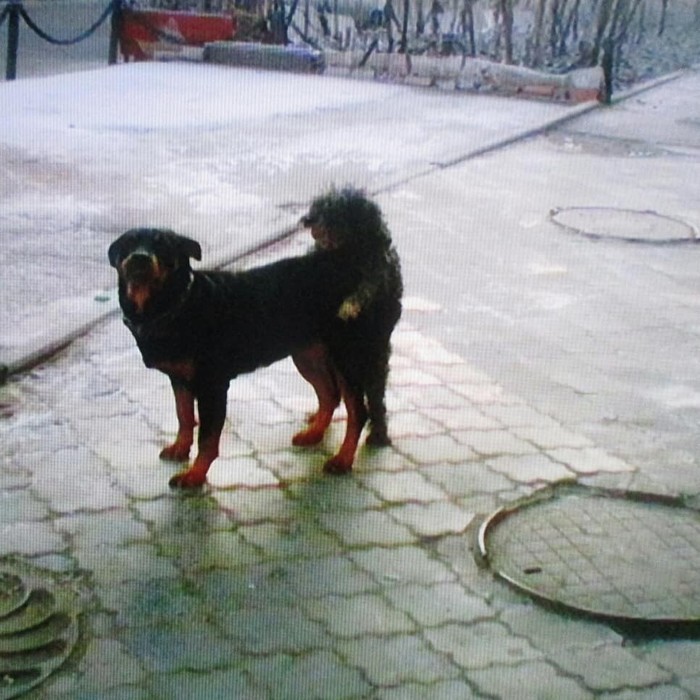 � ��� , ��� ��, ������ ���...