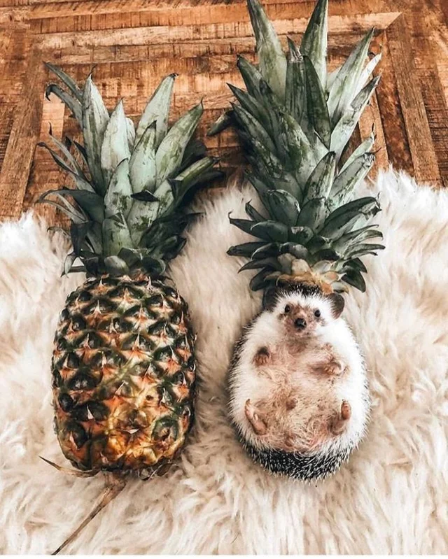 Excellent hairstyle. - Hedgehog, A pineapple, The photo, Прическа