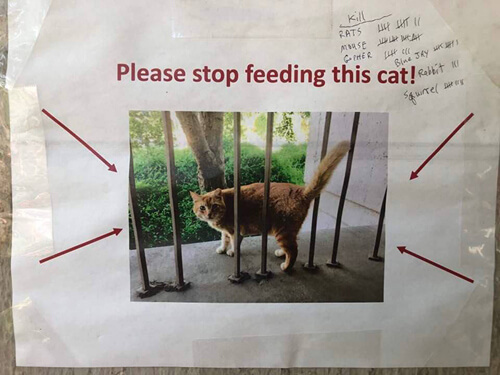 The students urged people to stop feeding the corroded cat - Animals, Fat cats, Food, Longpost, cat