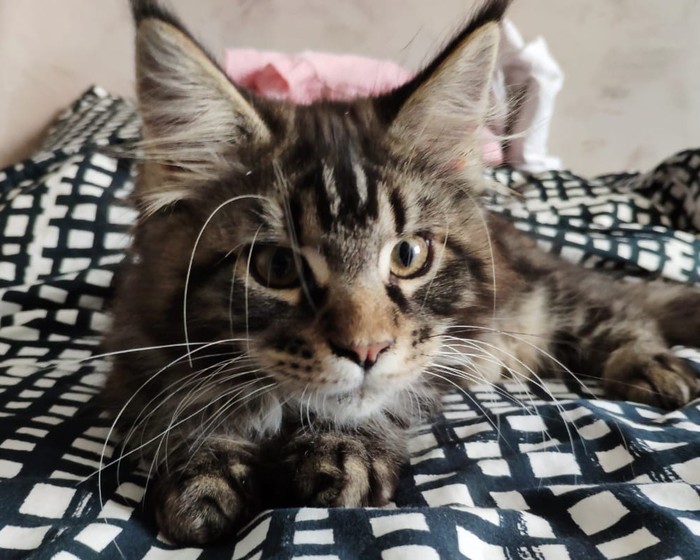 ����� ��������