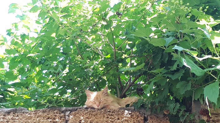 In the shade on the fence - My, cat, Camping, Summer, Crimea