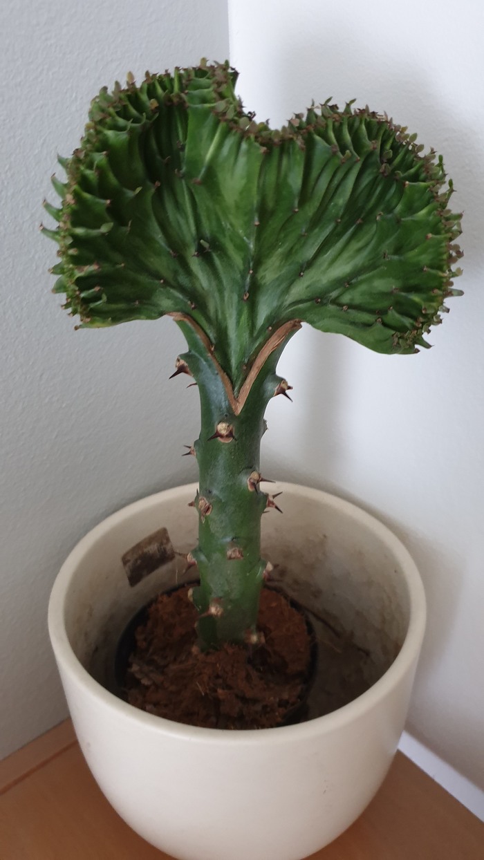 Help identifying a thorn - My, Cactus, Thorn