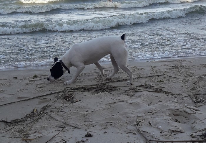 Tori and the sea - My, Dog, Tsimlyansk Sea, Longpost