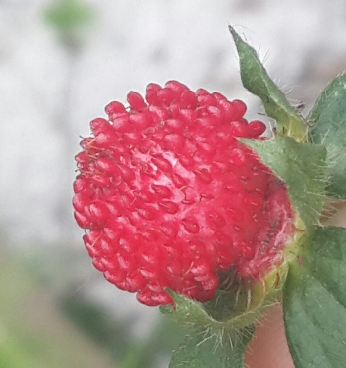 Not a strawberry - My, Berries, What kind of plant, , Longpost