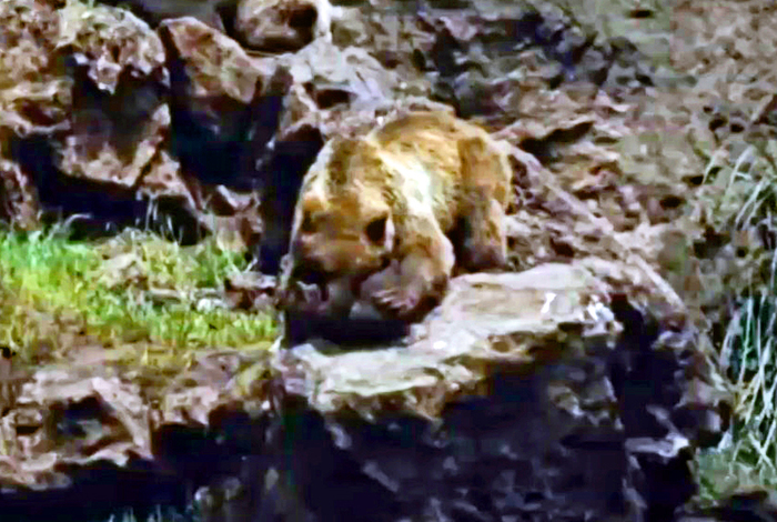Cannibal Grizzly 2. End of story. - My, Animals, Cannibalism, The Bears, Grizzly, wildlife, Wild animals, Longpost