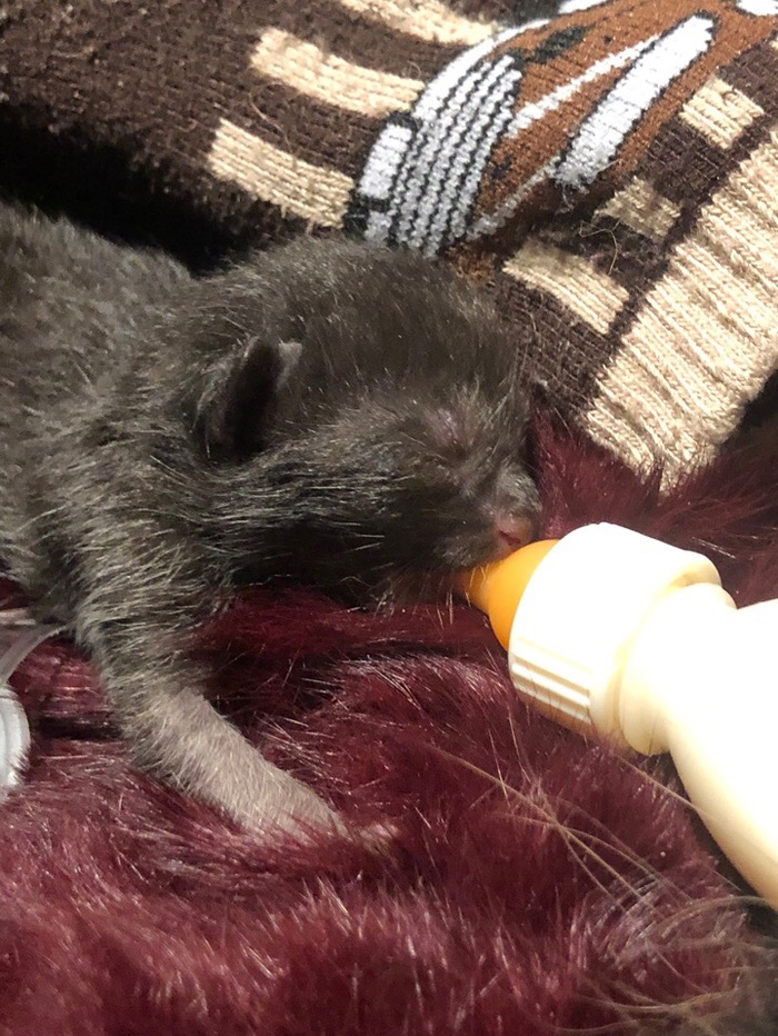 Peter! SOS! Kitten needs a breastfeeding mother! [Information outdated] - My, Catomafia, Help, Saint Petersburg, Kittens, Longpost, cat, Helping animals