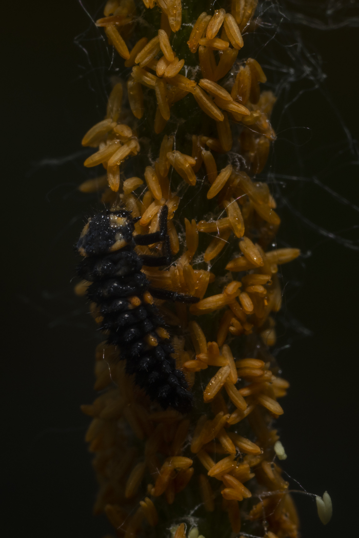 Cute find on the morning macro hunting) - My, Beginning photographer, Macro, Macrohunt, Insects, Larva, Dew, Macro photography