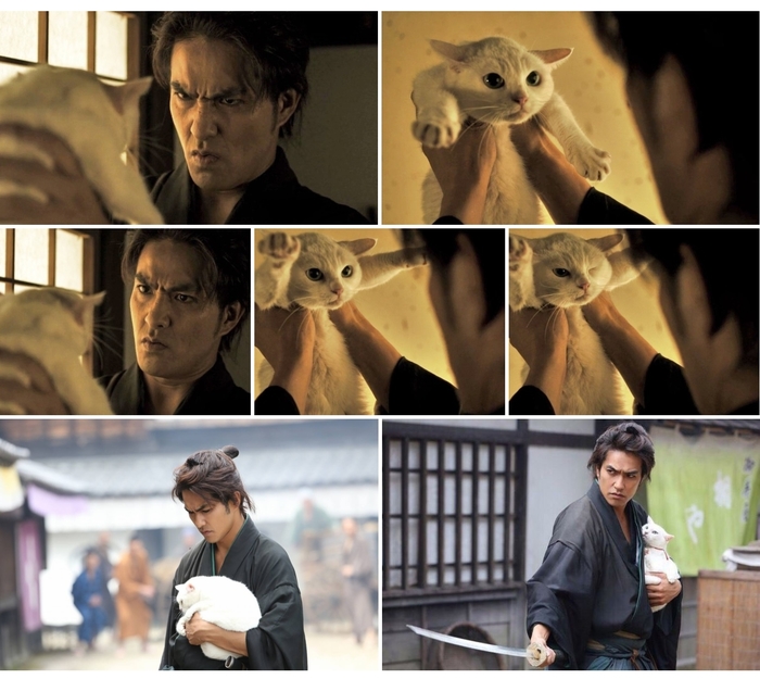 Japanese John Wick - John Wick, Catomafia, cat, Samurai