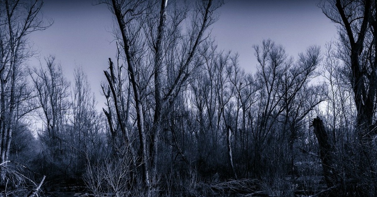 Болотная зима. Мрачный пейзаж. Мрачное болото. Темное болото. Зловещее болото.