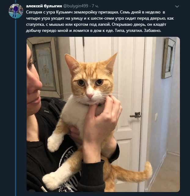 Paid for everything - Twitter, cat, Gratitude, Longpost