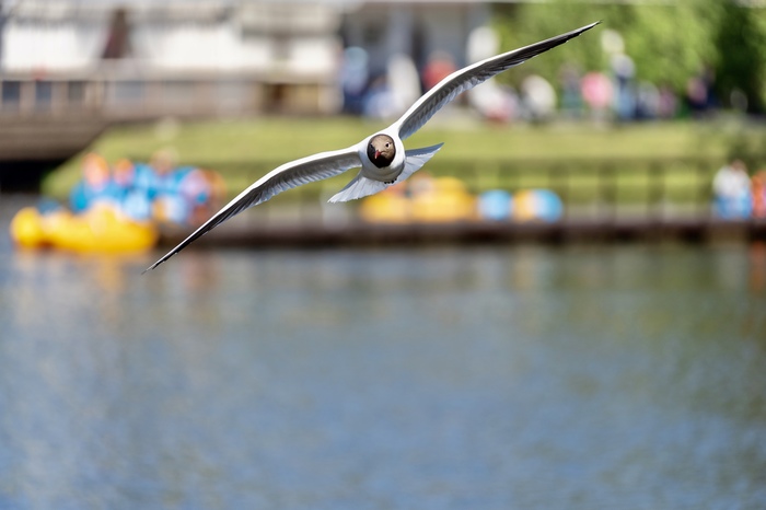 Gull - My, The photo, Birds