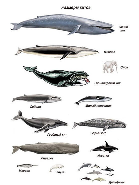 Сколько кит размер. Большой синий кит Размеры и вес. Финвал китообразные. Гренландский кит вес. Гренландский кит строение.