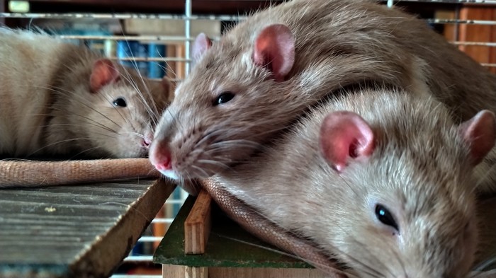 More rats for the rat god - Longpost, Rat Chronicles, Rat, Decorative rats, My