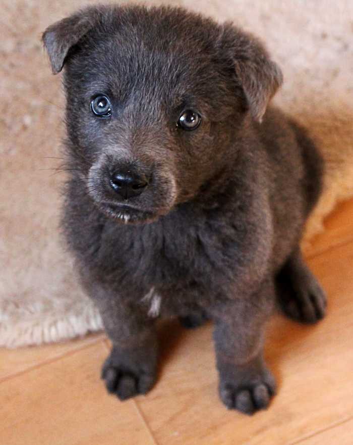 рыба пила мультик голубой щенок. Смотреть фото рыба пила мультик голубой щенок. Смотреть картинку рыба пила мультик голубой щенок. Картинка про рыба пила мультик голубой щенок. Фото рыба пила мультик голубой щенок рыба пила мультик голубой щенок. Смотреть фото рыба пила мультик голубой щенок. Смотреть картинку рыба пила мультик голубой щенок. Картинка про рыба пила мультик голубой щенок. Фото рыба пила мультик голубой щенок