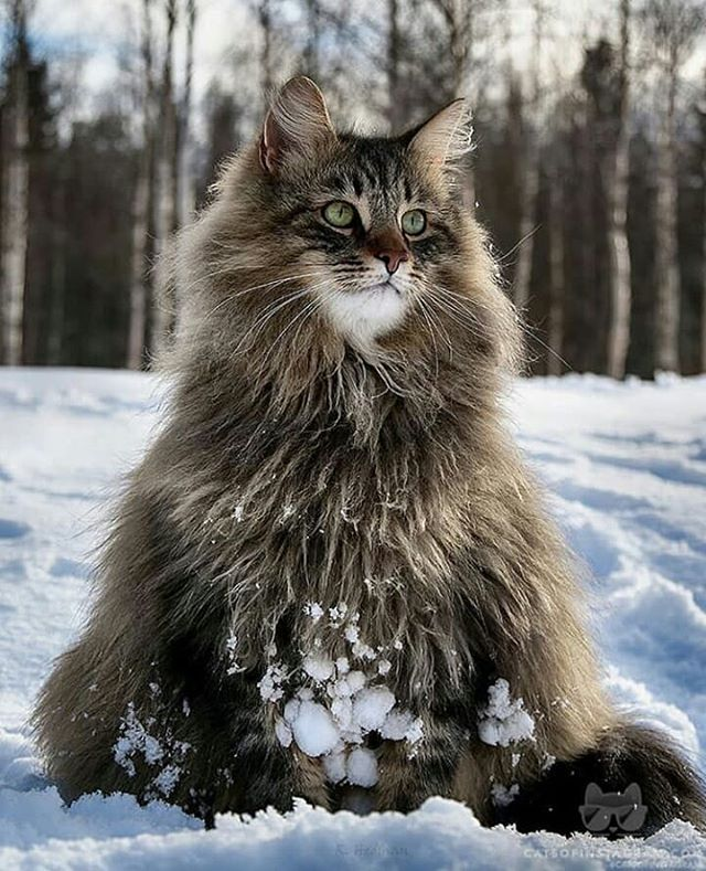 Зимний - Зима, Кот