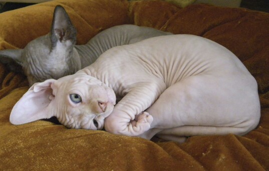 Sphinx Morning - cat, Awakening, Photo on sneaker