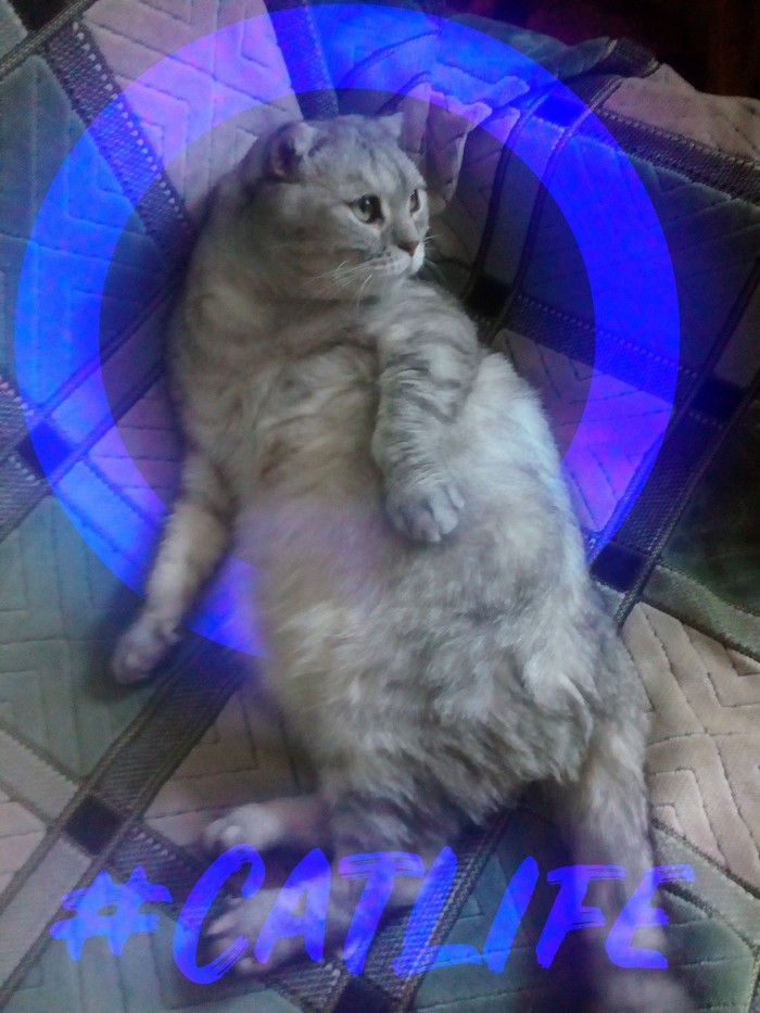 Decided to indulge in the editor) - My, cat, Graphics editor, The photo