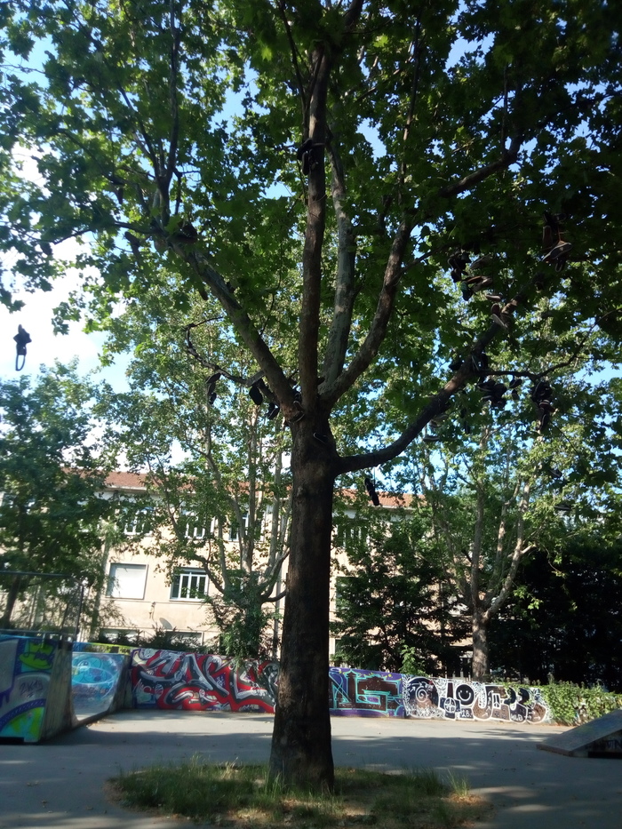 It's time to collect, already ripened. - My, Skate park, Shoes, Tree, Motion, Subcultures