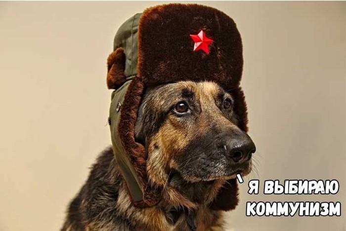 Когда в тарелке хозяина больше еды чем в твоей миске