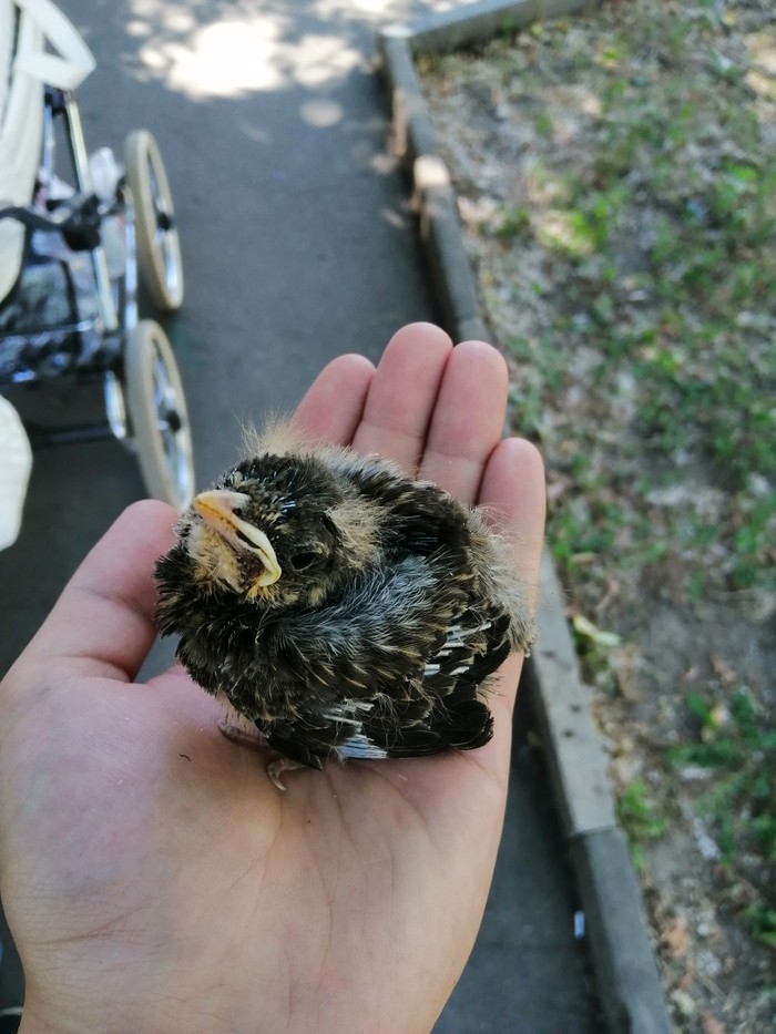 Small Bird. - My, Chick, Animal Rescue, Good deeds, Video, Longpost