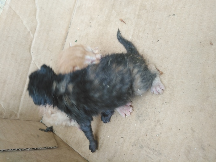 ���, ����� ������� �������� �����