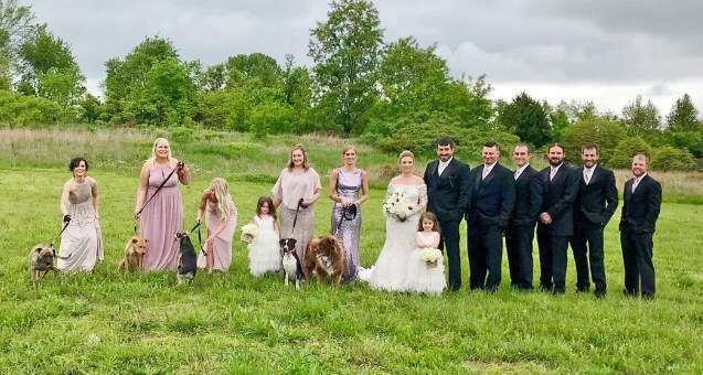 Instead of bouquets - dogs: an unusual wedding - Wedding, Longpost, Dog, Flowers, Holidays