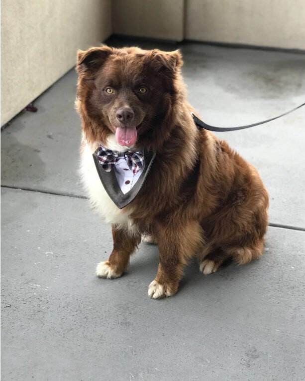 Instead of bouquets - dogs: an unusual wedding - Wedding, Longpost, Dog, Flowers, Holidays