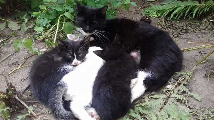 Kittens looking for a home - My, Help, Pets, Animal shelter, cat, Longpost, In good hands