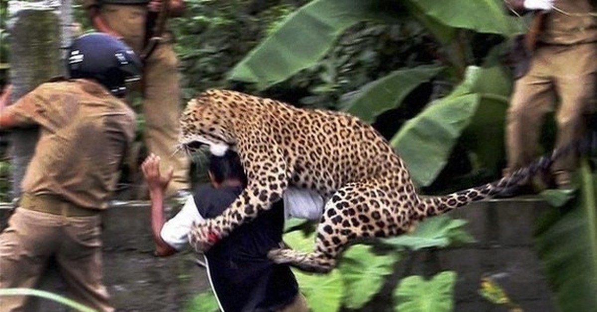 Нападение хищного города. Панарский леопард-людоед. Нападение диких животных на людей.