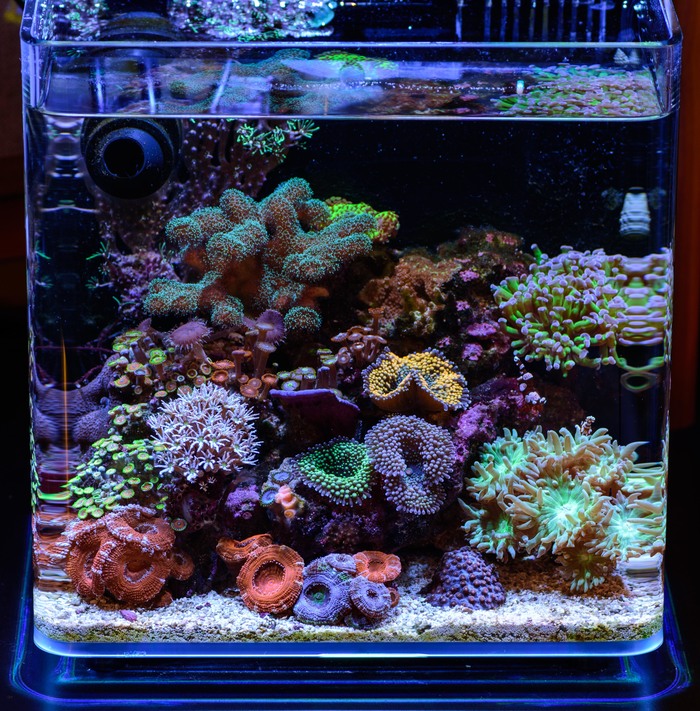 About the budget of the marine nano aquarium post and more, part number 1 - My, Aquarium, , Aquarium, Sea, sea ??anemone, Clownfish, Ocelaris, Longpost