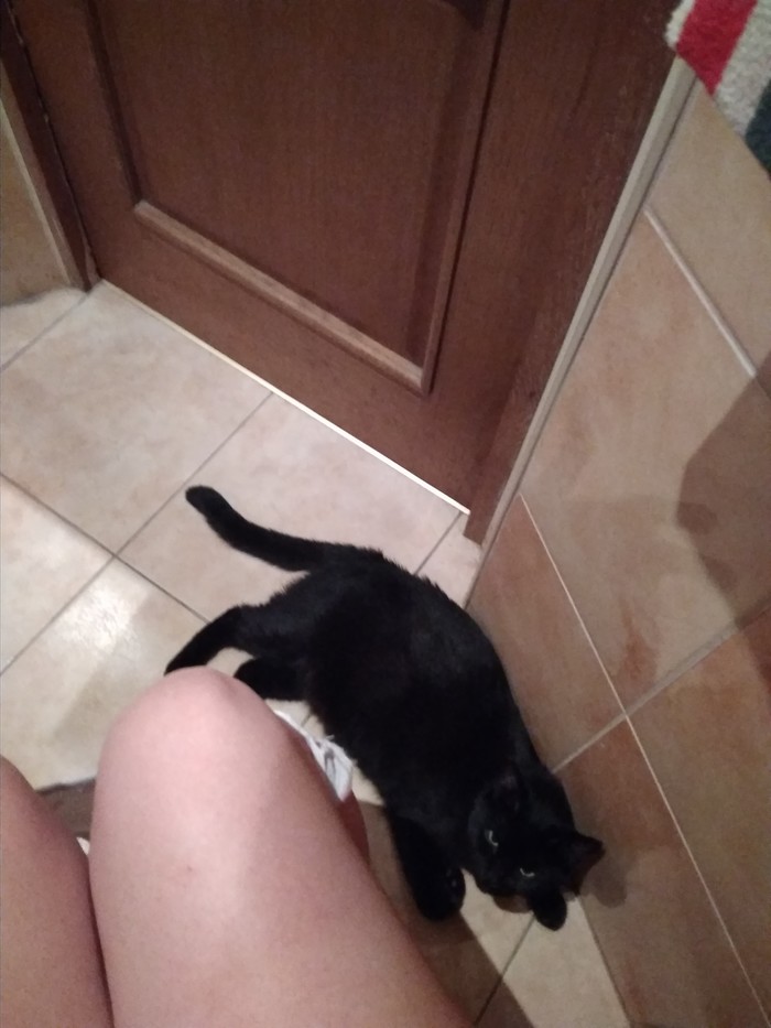 No personal space - My, cat, Toilet