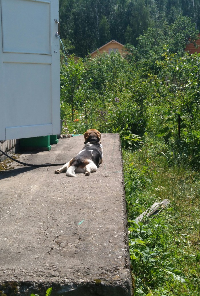 Heat - Longpost, Relaxation, Heat, Dog, My