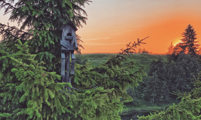 Мистер скворечник